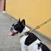 Coleira Snooze, para cães ou gatos (DASHI) - 4 tamanhos - PetDoctors - Loja Online