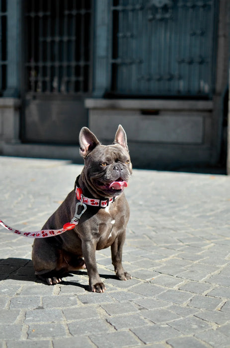 Coleira Tribes, para cães ou gatos (DASHI) - 4 tamanhos - PetDoctors - Loja Online