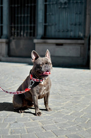 Coleira Tribes, para cães ou gatos (DASHI) - 4 tamanhos - PetDoctors - Loja Online