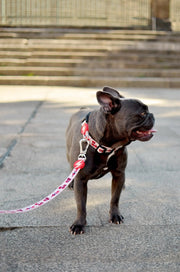 Coleira Tribes, para cães ou gatos (DASHI) - 4 tamanhos - PetDoctors - Loja Online
