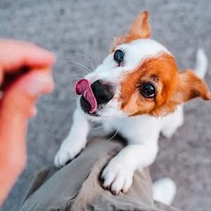 Condroprotetor comprimidos para cães grandes e pequenos com glucosamina e MSM, fortalece os ossos e as articulações, 200 cápsulas com sabor a frango - Belly® - PetDoctors - Loja Online