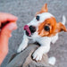 Condroprotetor comprimidos para cães grandes e pequenos com glucosamina e MSM, fortalece os ossos e as articulações, 200 cápsulas com sabor a frango - Belly® - PetDoctors - Loja Online