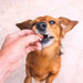 Condroprotetor de glucosamina e MSM, fortalece os ossos e as articulações, 100 unidades com sabor a frango - 1 unidade diária (Belly®) - PetDoctors - Loja Online