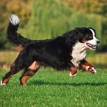 Condroprotetor e anti - inflamatório para cães e gatos, 120 comprimidos mastigáveis, com glucosamina condroitina, MSM, ácido hialurónico, canela e açafrão, para raças grandes e pequenas, articulações e anca - PetDoctors - Loja Online