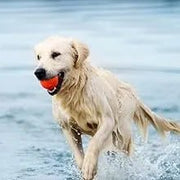 Condroprotetor e anti - inflamatório para cães e gatos, 120 comprimidos mastigáveis, com glucosamina condroitina, MSM, ácido hialurónico, canela e açafrão, para raças grandes e pequenas, articulações e anca - PetDoctors - Loja Online