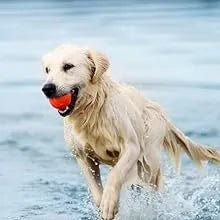 Condroprotetor e anti - inflamatório para cães e gatos, 120 comprimidos mastigáveis, com glucosamina condroitina, MSM, ácido hialurónico, canela e açafrão, para raças grandes e pequenas, articulações e anca - PetDoctors - Loja Online