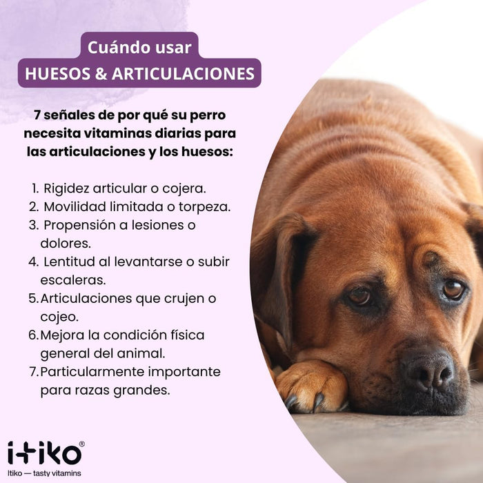 Condroprotetor para cães grandes e pequenos | proteção de ossos e articulações para cães, com mexilhão de lábios verdes, MSM, glucosamina, condroitina e ômega 3 para cães - PetDoctors - Loja Online