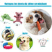 Conjunto de brinquedos e jogos para Cães (10 peças diferentes) - PetDoctors - Loja Online