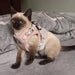Conjunto de Trela e Peitoral para Gatos (ou cães de raças pequenas) - PetDoctors - Loja Online