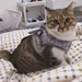 Conjunto de Trela e Peitoral para Gatos (ou cães de raças pequenas) - PetDoctors - Loja Online