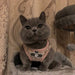 Conjunto de Trela e Peitoral para Gatos (ou cães de raças pequenas) - PetDoctors - Loja Online