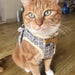 Conjunto de Trela e Peitoral para Gatos (ou cães de raças pequenas) - PetDoctors - Loja Online