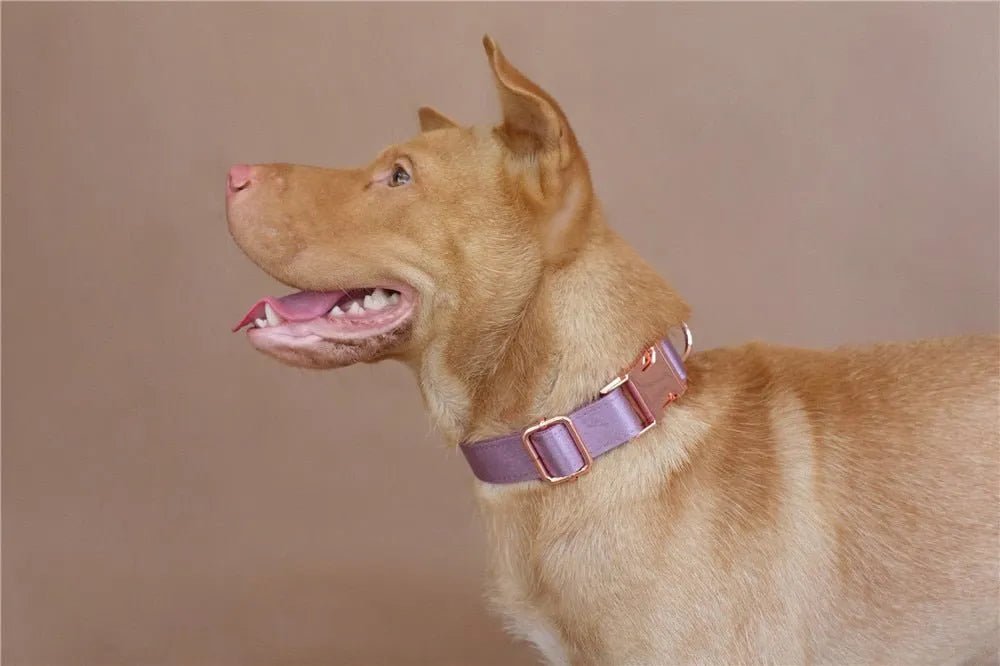 Conjuntos de Coleira, Trela e Laço (podem ser adquiridos em separado) - PetDoctors - Loja Online