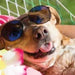 DERMOSCENT SUNFREE 30 ML - Protector Solar (nariz, patas, orelhas) - PetDoctors - Loja Online