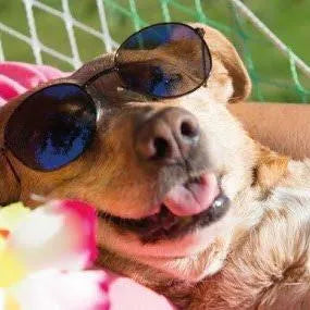 DERMOSCENT SUNFREE 30 ML - Protector Solar (nariz, patas, orelhas) - PetDoctors - Loja Online