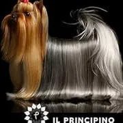Desembaraçante de nós para cães ou gatos spray instantâneo - ideal para desfazer nós de pelo - evita a formação de nós - PetDoctors - Loja Online