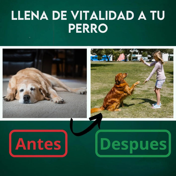 DISANE Condroprotetor para cães | Condoprotetor para cães natural para o cuidado das articulações dos cães, protege e restaura ossos, com colagénio marinho - PetDoctors - Loja Online
