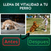 DISANE Condroprotetor para cães | Condoprotetor para cães natural para o cuidado das articulações dos cães, protege e restaura ossos, com colagénio marinho - PetDoctors - Loja Online