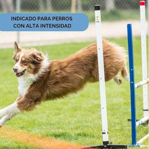 Doxel Articulações 1 L, Flex and Joints, óleo para cães, suplementos naturais nutricionais, antioxidantes, recuperação muscular, sistema imunitário reforçado - PetDoctors - Loja Online