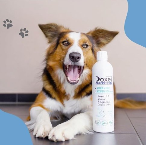 Doxel Articulações 1 L, Flex and Joints, óleo para cães, suplementos naturais nutricionais, antioxidantes, recuperação muscular, sistema imunitário reforçado - PetDoctors - Loja Online