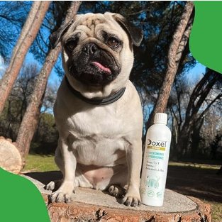 Doxel Sénior - 1 Litro de Óleo para cães idosos | Suplemento Anti - Inflamatório, Anti - Envelhecimento, Articulações saudáveis, sistema imunitário, ácidos gordos ômega 3 6 9 | vitamina E - PetDoctors - Loja Online