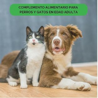 Doxel Sénior - 1 Litro de Óleo para cães idosos | Suplemento Anti - Inflamatório, Anti - Envelhecimento, Articulações saudáveis, sistema imunitário, ácidos gordos ômega 3 6 9 | vitamina E - PetDoctors - Loja Online