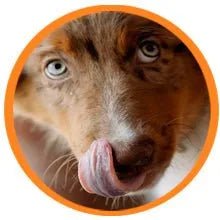 Droolings Condroprotetor e anti - inflamatório com 135 unidades, para cães - Suplemento natural para anca e articulações - PetDoctors - Loja Online