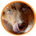 Droolings Condroprotetor e anti - inflamatório com 135 unidades, para cães - Suplemento natural para anca e articulações - PetDoctors - Loja Online