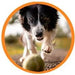 Droolings Condroprotetor e anti - inflamatório com 135 unidades, para cães - Suplemento natural para anca e articulações - PetDoctors - Loja Online