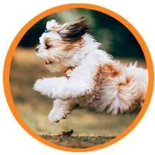 Droolings Condroprotetor e anti - inflamatório com 135 unidades, para cães - Suplemento natural para anca e articulações - PetDoctors - Loja Online