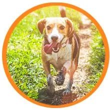 Droolings Condroprotetor e anti - inflamatório com 135 unidades, para cães - Suplemento natural para anca e articulações - PetDoctors - Loja Online