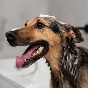 Escova de banho e massagem, para animais de estimação, com auto - dispensador de champô - PetDoctors - Loja Online