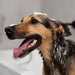 Escova de banho e massagem, para animais de estimação, com auto - dispensador de champô - PetDoctors - Loja Online