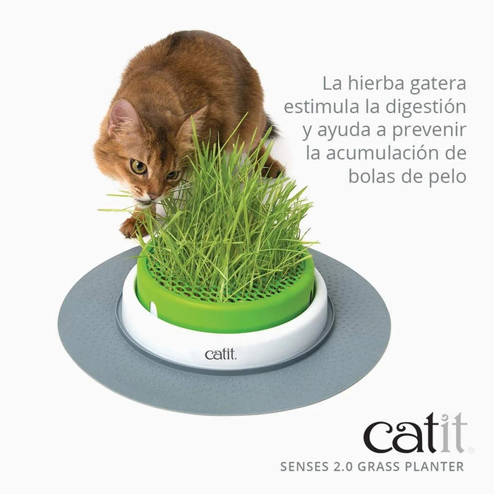 Germinador / Vaso sem Erva Gateira para Gatos - PetDoctors - Loja Online