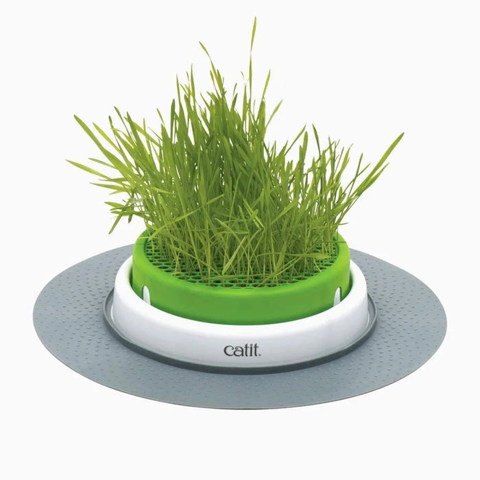 Germinador / Vaso sem Erva Gateira para Gatos - PetDoctors - Loja Online