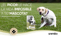Gotas anti - comichão para cães e gatos 250 ml - ação eficaz contra a comichão, ideal para alergias a ervas, pólen e alimentos dos seus animais de estimação, alivia a comichão em gatos e cães - PetDoctors - Loja Online