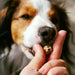 Happy Bonbons - Petiscos crocantes de peru e sardinha para cães - PetDoctors - Loja Online
