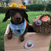 Happy Bonbons - Petiscos crocantes de peru e sardinha para cães - PetDoctors - Loja Online