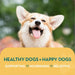 Happy Joint 100% Cuidado natural para cães e gatos - com açafrão e mexilhão de lábios verdes - melhor que os suplementos para articulações com glucosamina (160 Doses) - PetDoctors - Loja Online