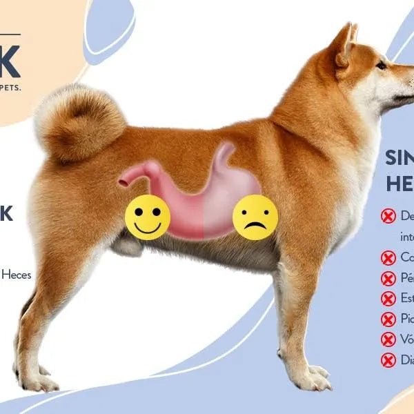 Hello Jack Digest Suplemento para cães - Guloseimas mastigáveis para cães para digestão, saúde intestinal e consistência das fezes - sabor de manteiga de amendoim - PetDoctors - Loja Online