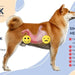 Hello Jack Digest Suplemento para cães - Guloseimas mastigáveis para cães para digestão, saúde intestinal e consistência das fezes - sabor de manteiga de amendoim - PetDoctors - Loja Online