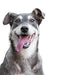 Hello Jack Limpeza natural para mau hálito de cães - até 4 meses de fornecimento - limpa os dentes e ajuda a eliminar o mau hálito do cão - evita o tártaro - PetDoctors - Loja Online