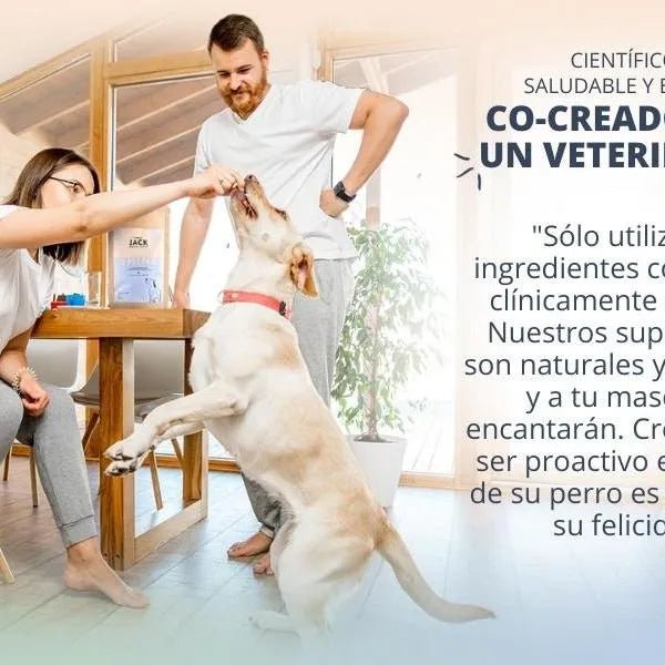 Hello Jack Suplemento para cão mobilidade / movimento (200 g) - para articulações e ossos para cães - condroprotetor cães com mexilhões de lábios verdes, glucosamina, condroitina, açafrão & ômega 3 - PetDoctors - Loja Online