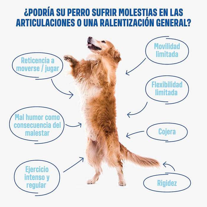 Hip and Joint - Anca e Articulações - Antiartrose - complemento alimentar para cães, altamente concentrado - MSM, mexilhão de lábios verde, glucosamina - 60 golosinas de frango, 270 g - PetDoctors - Loja Online