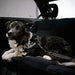 JULIUS - K9 Peitoral / Arnês IDC Powerharness com Aros Laterais - PetDoctors - Loja Online