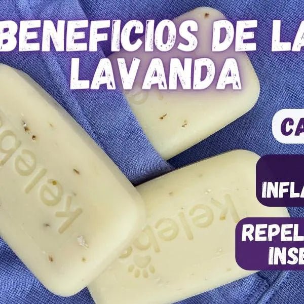 Kelebs Anticomichão | champô sólido para cães, para pele sensível e dermatite | anti - comichão com óleo de lavanda calmante, conjunto de 3 barras, sabão natural BIO e vegano - PetDoctors - Loja Online