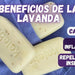 Kelebs Anticomichão | champô sólido para cães, para pele sensível e dermatite | anti - comichão com óleo de lavanda calmante, conjunto de 3 barras, sabão natural BIO e vegano - PetDoctors - Loja Online