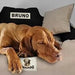 KING DOG BED - Camas de Luxo para Cães, Personalizáveis com nome do Cão, Impermeáveis - PetDoctors - Loja Online