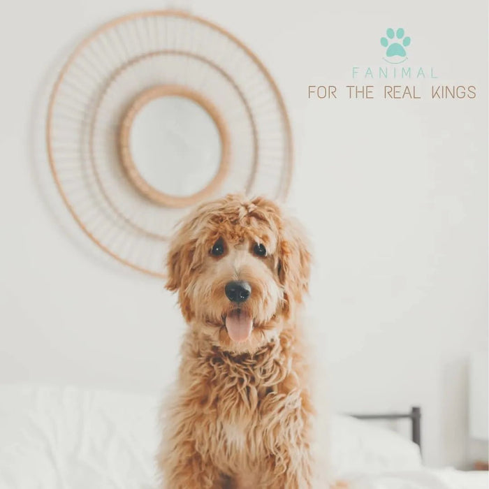 Kit 5 em 1 de limpeza para Cães e Gatos, com Champô, Luva, Escova de dupla face, Lima e Corta - unhas - PetDoctors - Loja Online