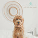 Kit 5 em 1 de limpeza para Cães e Gatos, com Champô, Luva, Escova de dupla face, Lima e Corta - unhas - PetDoctors - Loja Online